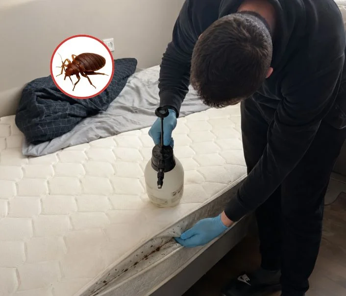 Technicien traitant un matelas contre les punaises de lit à Louveciennes